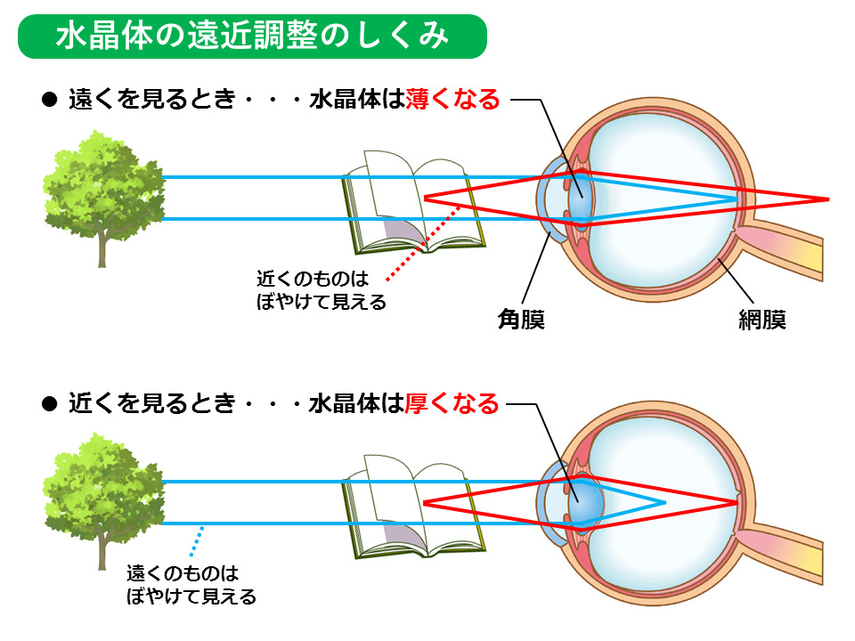 ピント合わせとは眼の中でどういう状態なのか